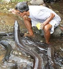 The Surprisingly Mysterious Eels Catalogue Of Organisms