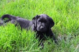 Maybe you would like to learn more about one of these? Nor Cal Labs Next Litter Will Be Coming Soon