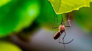 What you need to know. Mosquitoes Terminix Service Inc 1 In Pest Control Termite Treatment Trustterminix Com