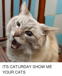 The best saturday memes and images of november 2020. Its Caturday Show Me Your Cats Cats Meme On Me Me