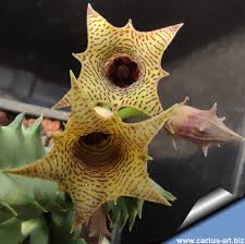 Image result for Huernia longituba