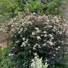 Image result for Clematis recta atropurpurea