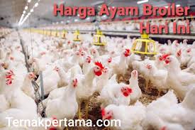 Antara news lampung menyajikan informasi terkini tentang berbagai peristiwa yang terjadi di lampung, jakarta, indonesia dan dunia Harga Ayam Broiler Hari Ini Agustus 2021