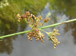 Image result for Juncus