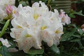 Rhododendron Catawbiense Rhododendron Plant Images Plants