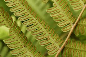 Image result for Ctenitis