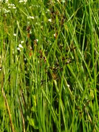 Image result for Juncus lomatophyllus