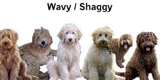 Jul 29, 2020 · wavy coat: Doodle Coat Types Your Puppies Are Kingscotedoodles Facebook