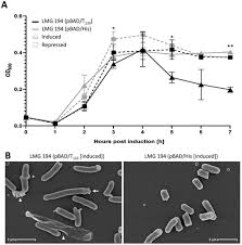 Minimalistic mycoplasmas harbor different functional toxin-antitoxin  systems | bioRxiv