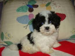 The maltipoo is a maltese poodle mix. Maltipoo Pets And Animals For Sale Orlando Fl