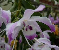 Dendrobium Linawianum Par Frederic Orchids Dendrobium Orchids Flowers