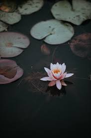 27 Lotus Pictures Download Free Images On Unsplash Lotus Flower Pictures Lotus Flower Images Flower Pictures