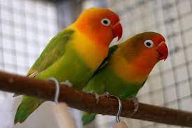 Lovebirds Parrot Love Birds Bird