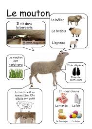 Epingle Sur Tvarini Ptahi