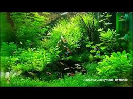 музыка для детей музыка для массажа музыка для спа Nezhnaya Muzyka Dlya Dushi I Zhizni A Penie Ptic Uspokaivaet Nervnuyu Sistemu Youtube Meditacionnaya Muzyka Muzyka Dlya Jogi Muzyka