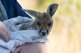 Humans hunt them down with their guns, while male hippos can be fierce and while fighting with other males can either kill the rival or injure severely the hippos around. Backpacking Australia The Ultimate Guide To Down Under Hostelworld