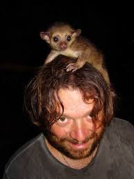 Esse carinha aqui é o Jupará. Esse cara tem um tamanho mediano em torno de  1m (incluindo a cauda) e pode pesar até 4,5kg. Possui hábitos noturnos e  durante o dia gosta