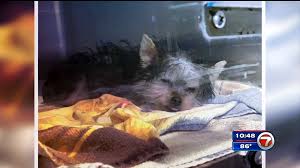 We did not find results for: Miami Man Faces Animal Cruelty Charge Accused Of Selling Sick Puppies Wsvn 7news Miami News Weather Sports Fort Lauderdale