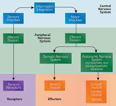 The cns is the site for processing the information. Toxtutor Neurotoxicity