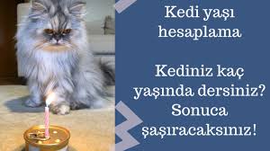 Kedi Yasi Nasil Hesaplanir Kedinizin Yasini Merak Ediyor Musunuz Hadi Beraber Bulalim Youtube