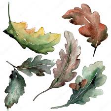 Check spelling or type a new query. Oak Leaves Leaf Plant Botanical Garden Floral Foliage Aquarelle Leaf For Background Texture Wrapper Pattern Frame Or Border 196526210 Larastock