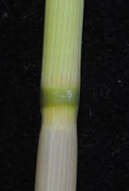 Image result for Oryza longistaminata