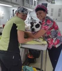 To facilitate social distancing, the kentucky humane society is now offering adoptions by appointment at our east campus at 1000 lyndon lane. Pet Owners Veterinary Medicine At Illinois