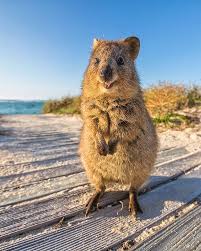 My Goal In Life Is To Be This Happy Happy Animals Australian Animals Quokka