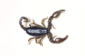 Perihan emgen, yıllarca tek başına çalışıp didinerek kendisine oldukça güzel bir. Healing Compounds In Scorpion Venom Stanford News
