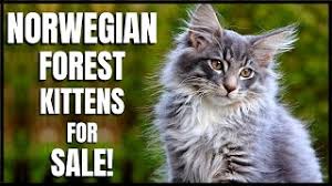 We did not find results for: Norwegian Forest Kittens For Sale Youtube
