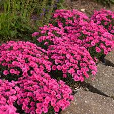 Unmarked spoilers for beneath ahead. Dianthus Paint The Town Fancy Ppaf Cpbraf Walters Gardens Inc