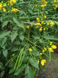 Image result for Senna floribunda