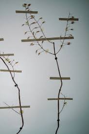 Image result for Coleus gracillimus