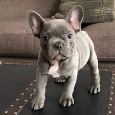French Bulldog Cinsinin Irka Ozel Nitelikleri