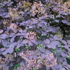 The young foliage is yellow with. Roter Peruckenstrauch Cotinus Coggygria Royal Purple Gelb