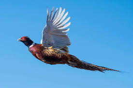 Most dogs, be they squirrel feists, rabbit beagles or pit bulls with large appetites, can be trained to retrieve game. What Hunters Should Expect During The 2020 Pheasant And Quail Hunts