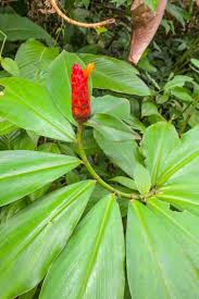 Image result for Costus