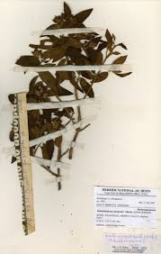 Image result for Melastomastrum segregatum