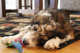 So if your pup is 10 pounds and would need 400 calories (for now), that would be 1.5 times our half cup or 3/4 cup. Are Bernedoodles Chewers We Look Into How Much They Chew
