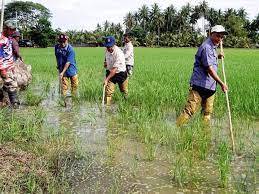 Ladang atau tegal di dataran rendah merupakan jenis lahan pertanian kering. Keda Pulih Semula 457 Hektar Tanah Terbiar Di Kedah