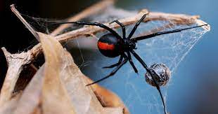 Black widow spiderlings are canniballistic. The World S Most Dangerous Spiders Warning Graphic Images Cbs News