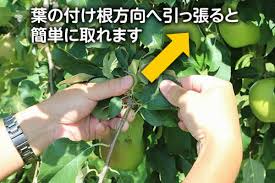 りんご農作業のお手伝いができる方を大募集しています 相馬村農業協同組合
