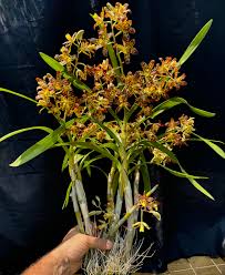 Image result for Ansellia