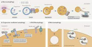Can a cell survive without lysosomes. Lysosome Biology In Autophagy Cell Discovery