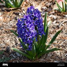 Image result for Hyacinthaceae
