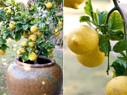 Container Gardening How To Grow Lemon Fruit Trees In Containers Container Gardening Fruit Trees In Containers Plants
