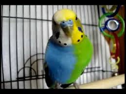 Twinzy Very Rare Halfsider Budgie Twins In One Not Fake Tetragametic Chimerism