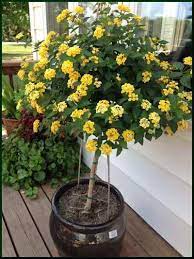 Patio trees potted trees flowering trees lantana tree lawn and garden garden pots bonsai landscape design garden design. Lantana Tree Lantana Tree Potted Plants Patio Potted Trees