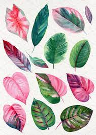 Pink And Green Tropical Leaves Plant Art Leaf Art Plant Painting