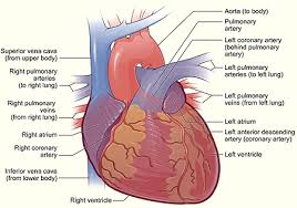 Chest pain due to myocardial ischemia can occur in patients who have abnormal coronary artery anatomy, including congenital anomalies of the coronary artery, coronary artery fistulas, and stenosis or atresia of the coronary artery ostium. Why Do Heart Attacks Always Cause Chest Pain Science Questions With Surprising Answers
